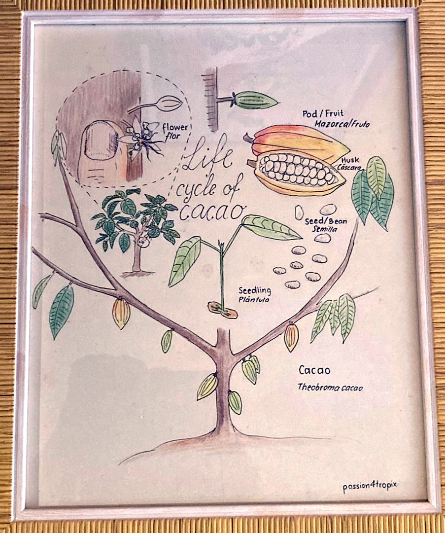 Cacao 
