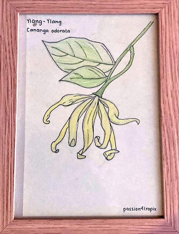 Ylang Ylang