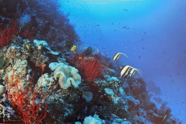 Undersea Garden